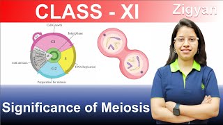 Significance of Meiosis  Meiosis  Cell cycle and cell division  NEET [upl. by Anilem914]