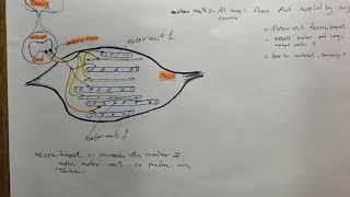 Muscular physiology motor unit properties of skeletal muscle شرح بالعربي [upl. by Notaek]