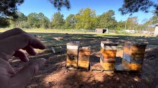 VLOG BALDERAS APIARY Gameplanning Part 1 of 3 [upl. by Vitus]