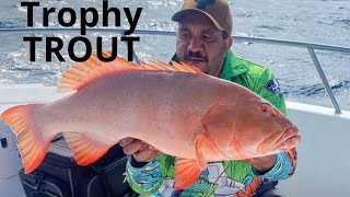 Coral Trout on Deep Diver Lures [upl. by Aehcim]