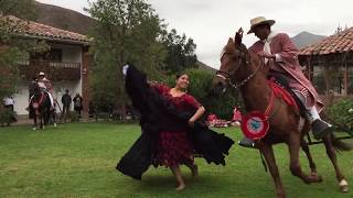 Peruvian Paso Horse and Marinera Dance [upl. by Ardnwahs865]