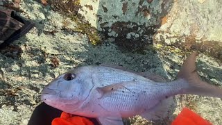 Kawakawa Bay fishing  Rock fishing  Nz fishing adventure 2 [upl. by Ag]