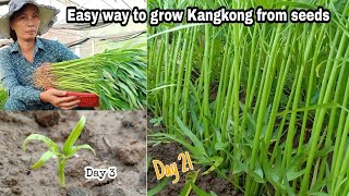 Easy ways to grow Kangkung from seeds  growing water convolvulus by NY SOKHOM [upl. by Lanahtan]