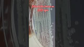 Growth Characteristics of Enterobacter cloacae Complex on CLED Agar [upl. by Ande]