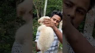 spitz puppy dogtypes assamese 7002356152 [upl. by Benzel]