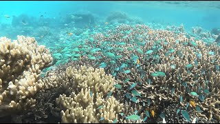 Mackay Reef  Cape Tribulation  Queensland [upl. by Bing]