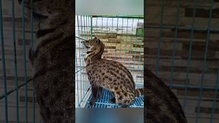 പുള്ളിവെരുക് എറണാകുളത്ത്  Indian Civet Cat rescued urbanwildlife sarpa animalrescue [upl. by Dow39]