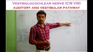 Vestibulocochlear nerve CN VIII Anatomy and auditory and vestibular pathway  Made easy [upl. by Derrek]