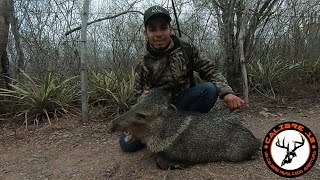 Cacería De Pecarí De Collar Con Rifle 22250 [upl. by Hummel]