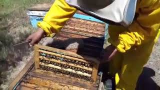 Cria de Abejas Reinas  Reproduccion de Celdas [upl. by Lyckman274]