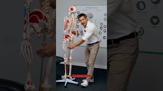 How to fix back pain and sciatica sciatica sciaticarelief [upl. by Sloatman977]