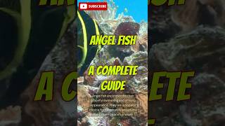 Angel Fish angelfish fishkeeping aquarium easyfishkeepingindia [upl. by Ondrea293]