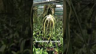 Brassavola Cuculata Hoa lạ đẹp [upl. by Reivilo]