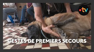 Des propriétaires de chiens et chats se forment aux gestes de premiers secours [upl. by Athallia87]