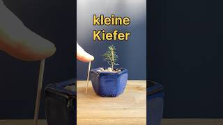 Short 41  kleine Kiefer oder doch „nur“ Fichte [upl. by Cormack528]