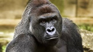 The Harambe Gorilla Story Explained [upl. by Animas]