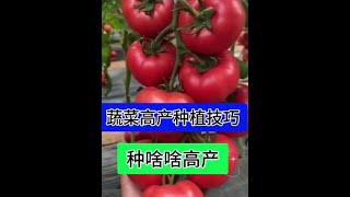 支持三农扶持三农发展 蔬菜种植 在家种菜 种植小技巧 三农 [upl. by Mathi]