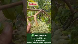 What Kind of Fruits Can I Grow on Terrace Garden Rollinia a Tropical Fruit Plant for Home Garden [upl. by Otha]