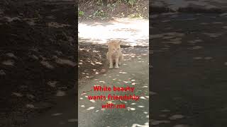 White beauty cat wants new friendship desicatG cat streetcat catlover [upl. by Htidra]