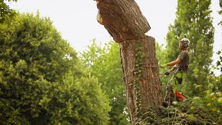 Arbortec Breatheflex Pro  Pine Tree Removal [upl. by Kress]