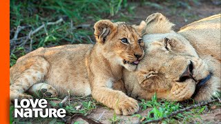 Hungry Lion Cubs Beg Mom For Milk  Predator Perspective  Love Nature [upl. by Laen]