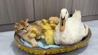 The mother duck took the duckling to find the nanny kitten to sleep with cute and funny animal🐥😽 [upl. by Norita286]