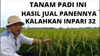 PADI UNGGUL INI HASIL JUAL GABAH PANENNYA KALAHKAN INPARI 32 [upl. by Linc307]