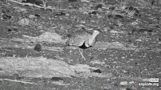 Redcrested Korhaan picks up small particles Rosies Pan Oct 20 2024 225 AM SAST exploreorg [upl. by Iret]