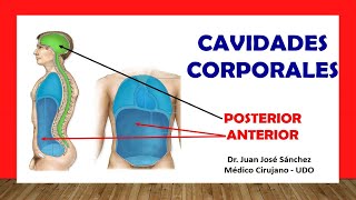 🥇 CAVIDADES CORPORALES EN ANATOMÍA Subdivisiones Fácil Rápido y Sencillo [upl. by Eilzel]