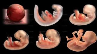 Pregnancy Week By Week Week 1 41 Fetal Development 👶9 Months in the womb  3D animated pregnancy [upl. by Nirehtac]