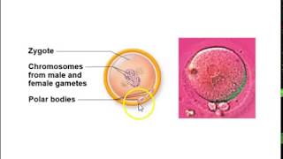 Human Anatomy Lecture Ch 25 The Reproductive System Pt 3 [upl. by Ambrose127]