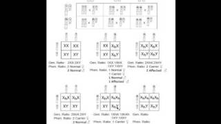 Basic Genetics Part 3 [upl. by Ia]