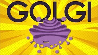 Golgi apparatus structure and function [upl. by Ahsinyd]