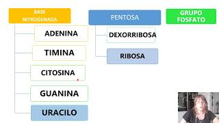 INTRODUCCIÓN A LOS ÁCIDOS NUCLEICOS PARTE I [upl. by Anailil]