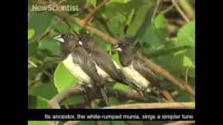 Finch birdsong beats ancestors simple tune [upl. by Marentic]