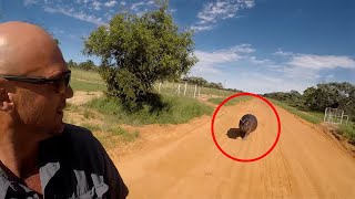 6 Hippo Encounters You Should Not Watch [upl. by Teik146]