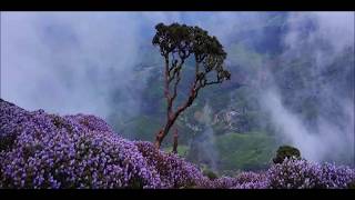 Neelakurinji Blossom time in Munnar August 28 2018 [upl. by Adoh]