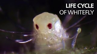 Life cycle of whitefly [upl. by Colvert869]