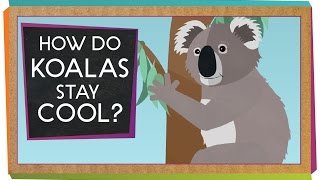 How Do Koalas Stay Cool  Animal Science for Kids [upl. by Cirdnek]