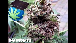 Cannabis Mould BUD ROT Or Mildew – Diagnosis amp Prevention Guide [upl. by Rehctelf]