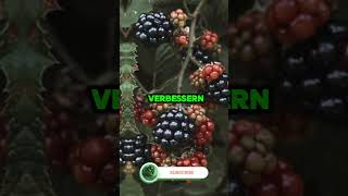 Beeren Gesundheitsvorteile die Sie unbedingt über youtubeshorts healthandfitness [upl. by Condon]