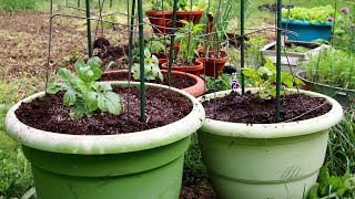 Planting Watermelons In ContainersContainer size Planting Fertilizing Easy Vertical Trellis [upl. by Gnek]