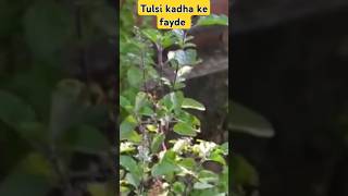 Benefits of Tulsi kadha Tulsi leaf ke faydeshorts short tulsi tulsitea vartikahealthcare [upl. by Eileen]