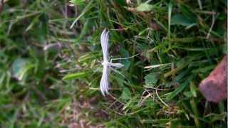 PTEROPHORE Blanc  Pterophorus pentadactyla  BRUITX [upl. by Adlanor]