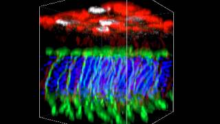 ZEISS LSM 800 with Airyscan Mouse retina confocal 3D microscopy [upl. by Elleined]