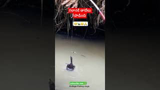 FIRST TIME గలానికి తాబేలు పాడింది🐢😱fishing fish villagevlog tortoise fishing tips ytshorts [upl. by Eirellam374]