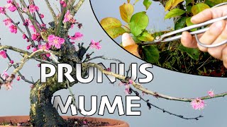 TAILLE de mon BONSAÏ PRUNUS MUME 🌳AFDB🌳 [upl. by Cristabel]