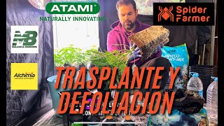 Trasplante defoliación y vemos las plantas en sus 40 días [upl. by Lavery]