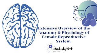 Anatomy and Physiology AampP Female Reproductive System [upl. by Noonberg]