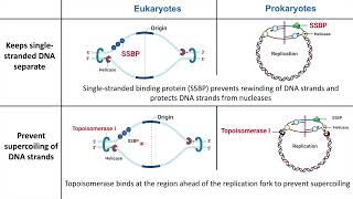 Eukaryotic vs Prokaryotic DNA Replication [upl. by Macdougall]